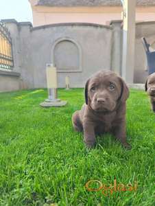Labrador retriver